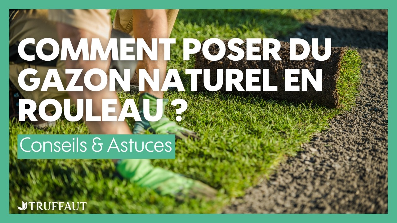Comment poser du gazon en rouleau ? Guide complet pour une pelouse parfaite - Truffaut