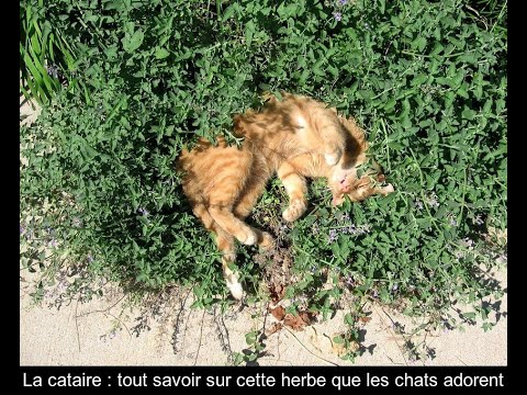 La cataire : tout ce qu'il faut connaître sur cette herbe prisée des chats