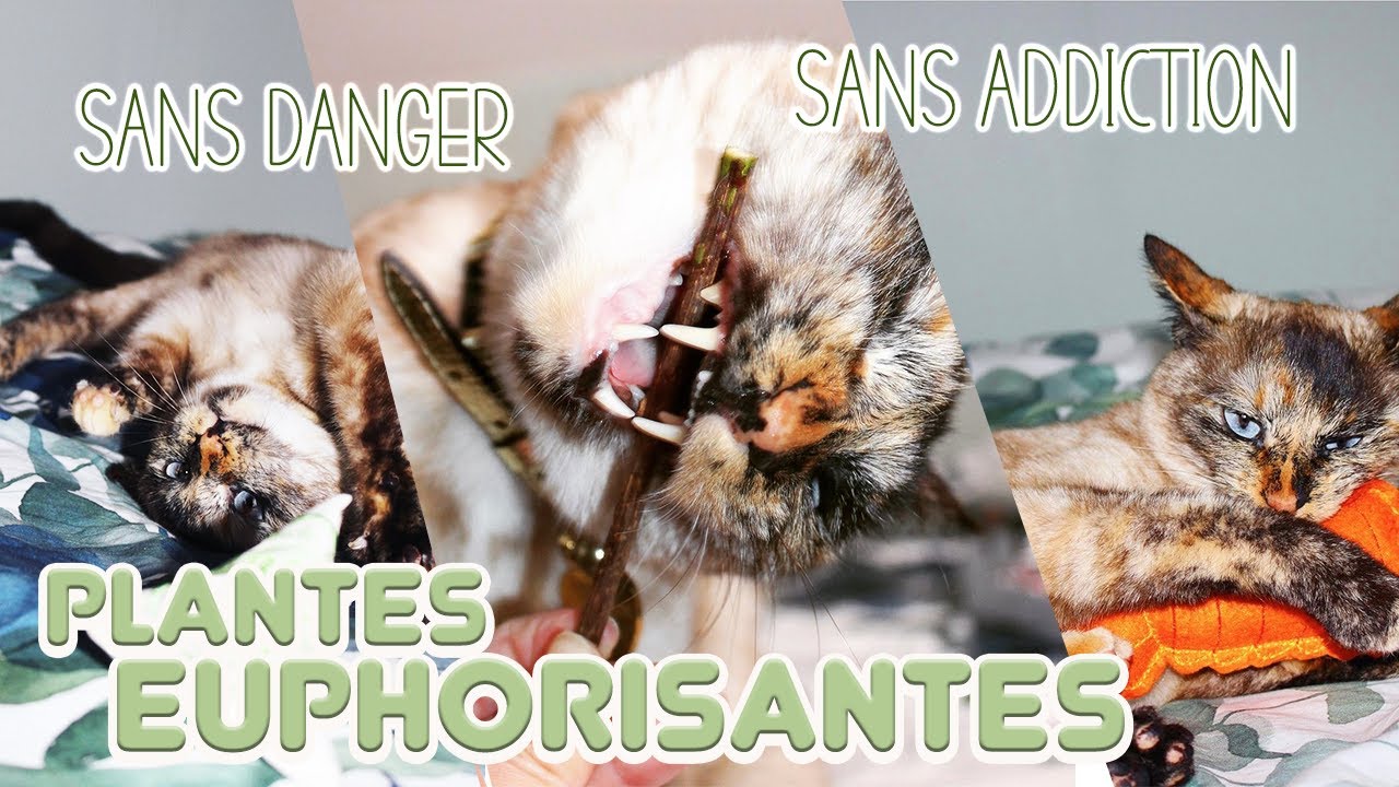 Les Plantes EUPHORISANTES 🪴 pour Chat. C’est quoi ? Comment les Utiliser ?