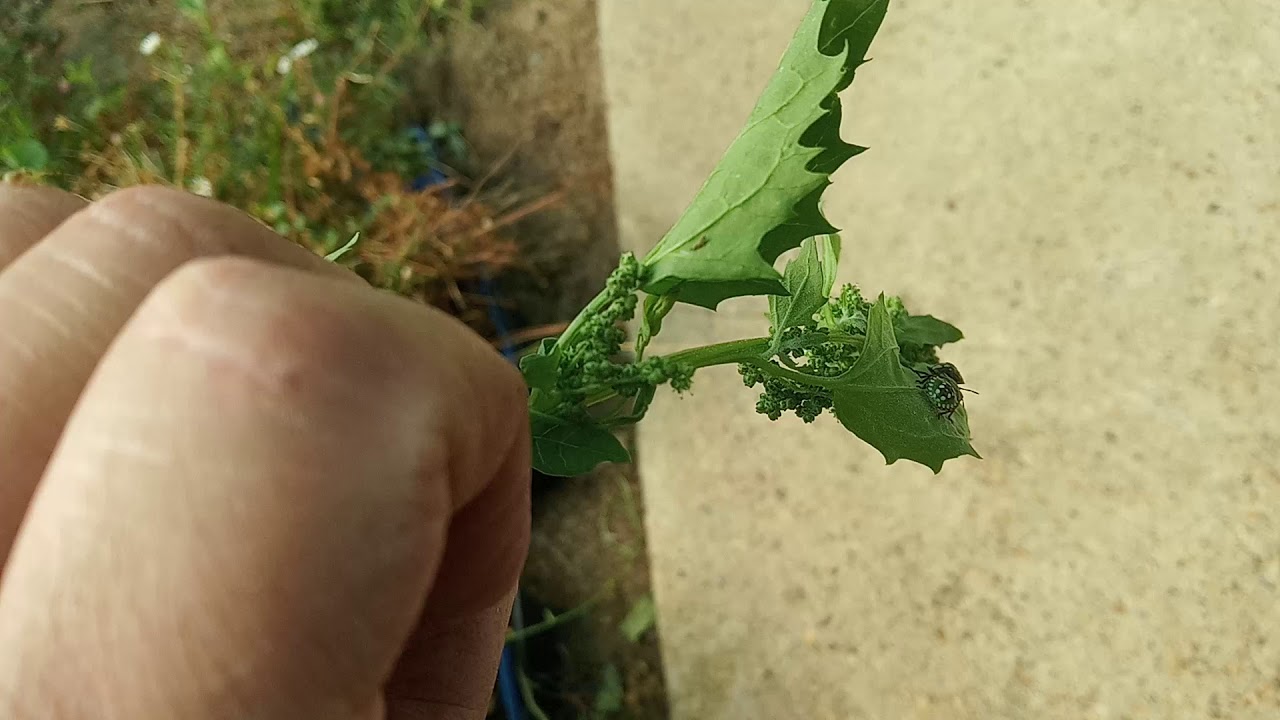 PUNAISES VERTES au JARDIN. Description et moyens de lutte.
