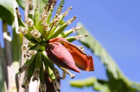 Tout savoir sur l&rsquo;echinopsis pachanoi cactus san pedro : culture, bienfaits et entretien