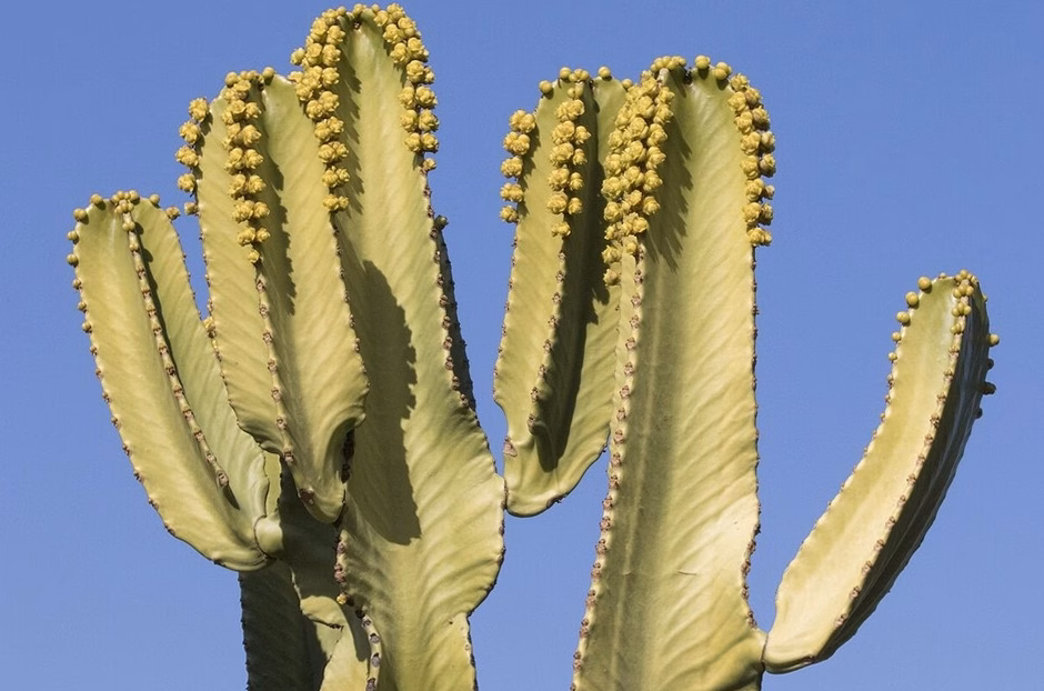 Illustration : Echinopsis pachanoi (Cactus San Pedro) : identification, origine et caractéristiques botaniques